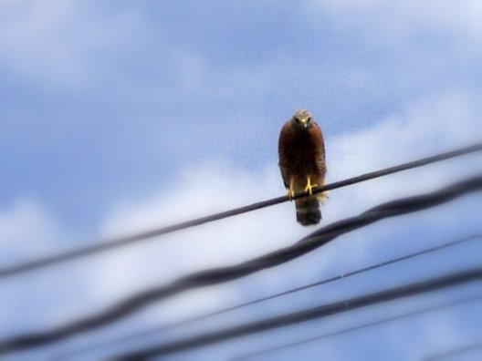 A hawk on some telephone/power lines. I had to use digital zoom to get this photo, but I tried to fix it a bit by blurring the edges.