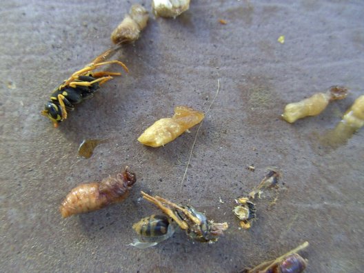 Close-up shot of some dead wasps.