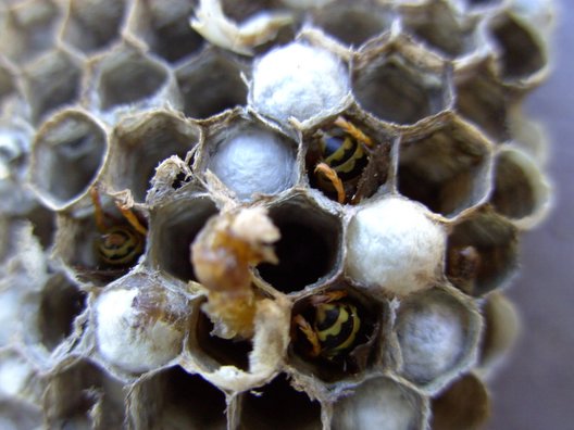 A macro shot of a dead wasp nest.