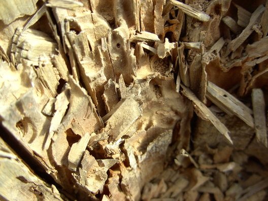 A macro shot on the inside of a hollow stump.